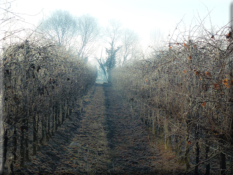 foto Pedemontana Veneta nella nebbia